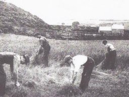 Binding sheaves of corn early1900s
